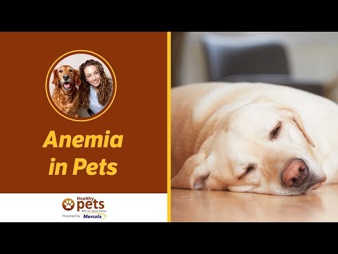 Video: Blusu Repertuālas suņa ārstēšanas recepte