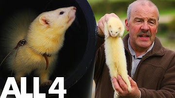 Ferrets: The World