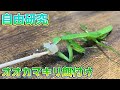 【自由研究】カマキリって何でも食べるの？