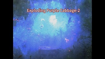 Exploding Purple Cabbage-2 high-speed camera video