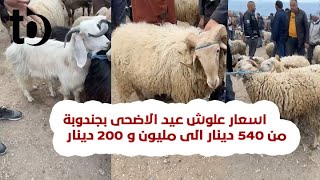 اسعار علوش عيد الاضحى بجندوبة من 500 دينار الى مليون و 200 دينار