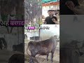 Desi nuskhe Dairy farming india | dairy farming Cow Buffalo milk increase tips