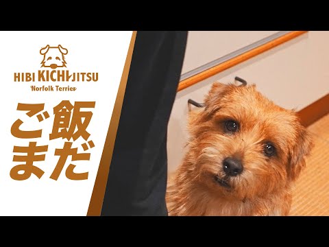 愛犬キチ ご飯まだ?【 ノーフォークテリア kichi norfolkterrier  吉 dog】