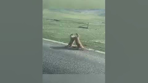 Dua ekor berang-berang ini berkelahi