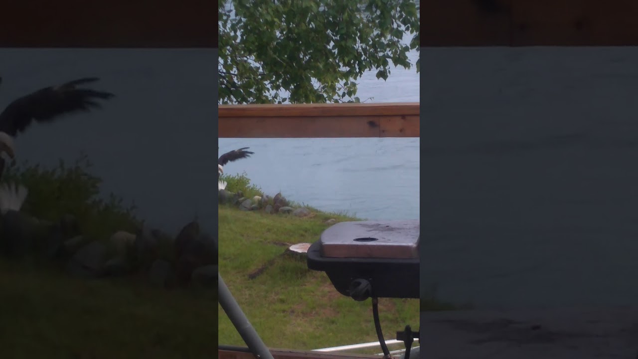 Eagle attacks seagull 