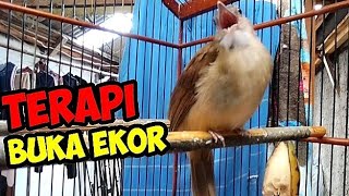 Terapi Ampuh  Kapas tembak agar  mau buka ekor