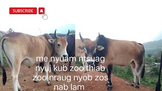 nyuj kub zoo loj siab zoo nkauj nyob zos nab lam 20/6/2023