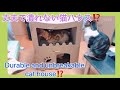 [猫動画]段ボールハウスから丈夫な猫ハウスにリフォーム Removed the handmade cardboard house. Remodeled into a sturdy cat  house
