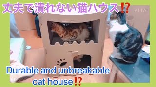 [猫動画]段ボールハウスから丈夫な猫ハウスにリフォーム Removed the handmade cardboard house. Remodeled into a sturdy cat  house