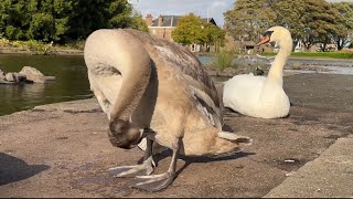 Youngsters take flight for first time! - Mute Swan Family flying lessons at 20 weeks