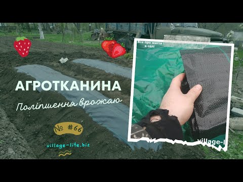 ? Відкрий нову главу вирощування полуниці: Чому агротканина - твій ключ до успішного садівництва!
