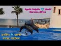 Agadir Dolphin 🐬 World, Morocco, Africa