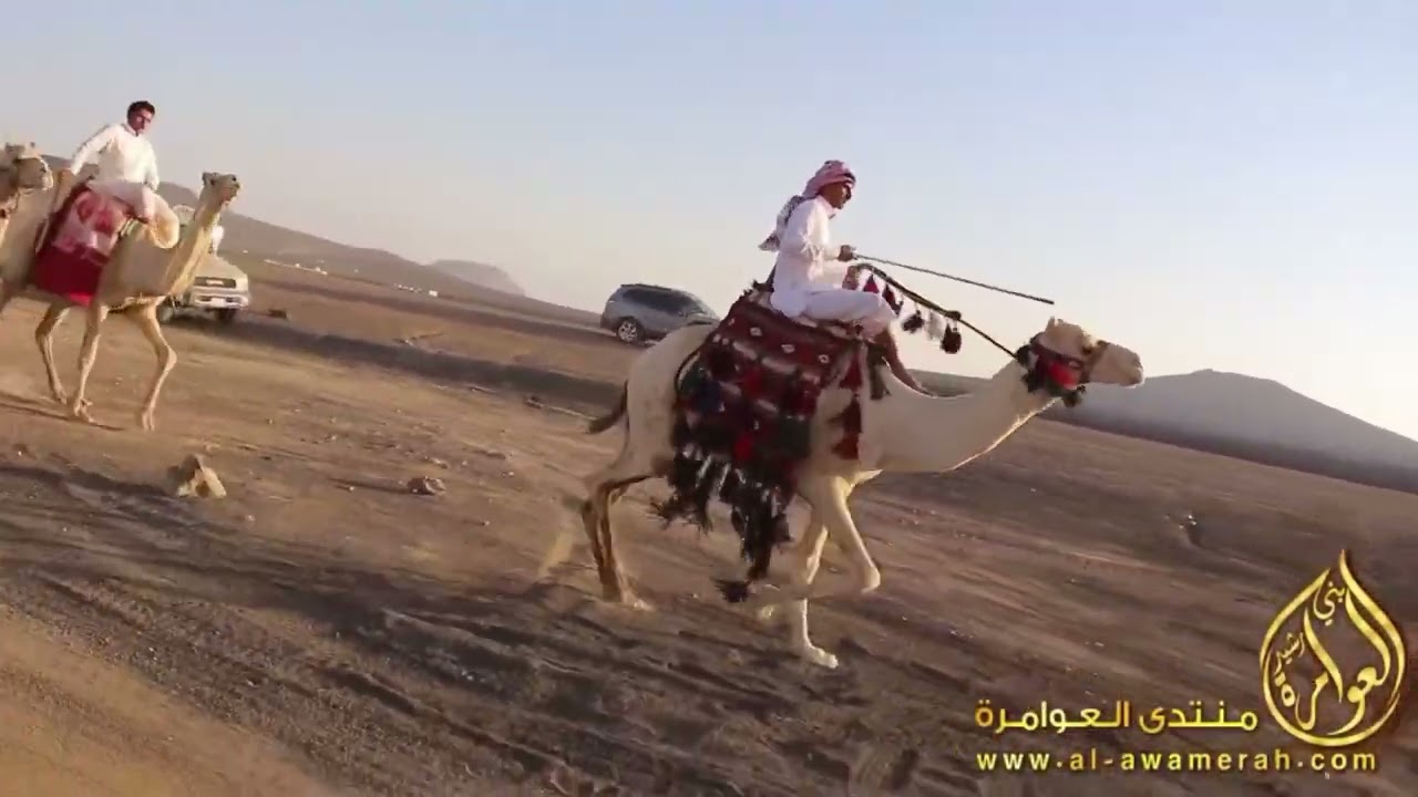 قصائد وعرض لـ  ( ريمات ) هجن قبيلة بني رشيد