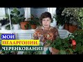 Мои пеларгонии,  черенкование