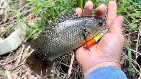 Tập 351 - Nước Cạn Rút Vào Mấy Điểm Này Câu Hay Có Cá Gom Lại Ở Lắm Nhe | Câu Cá Rô Đồng | MQTG