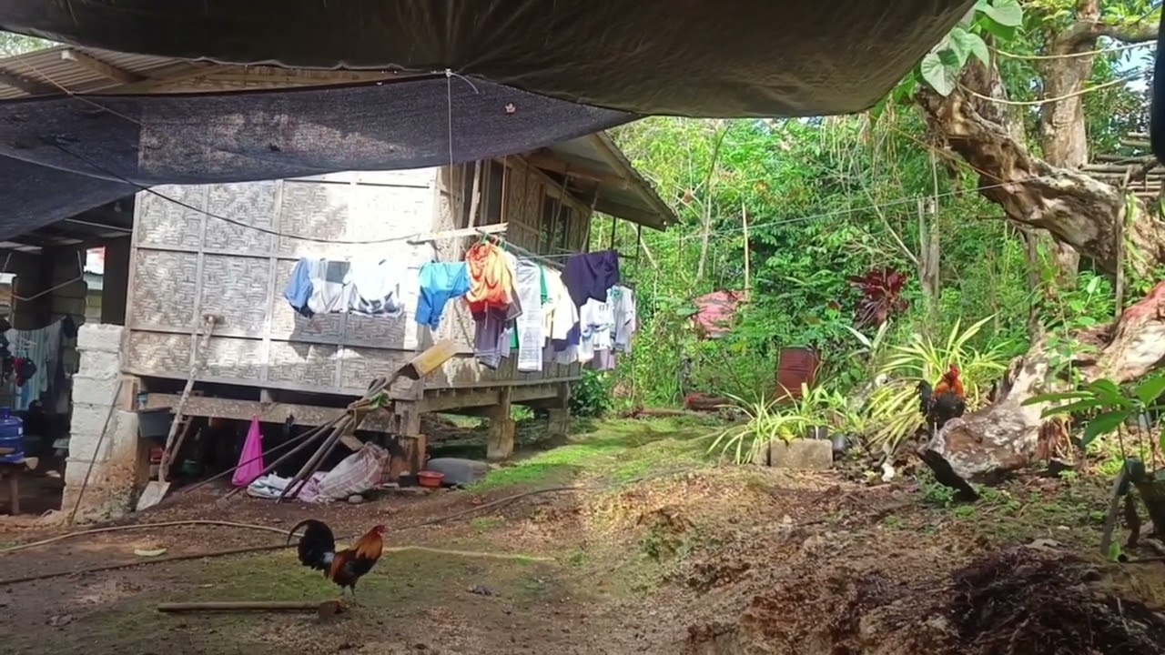 Sa wakas tumilaok na rin ang huli ko nuong October 14, 2025! 🐓#chicken #redjunglefowl #ayam 