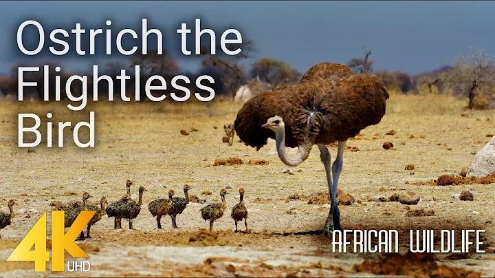 4K African Wildlife - Ostrich the Flightless Bird - Nature Wildlife Video - DayDayNews