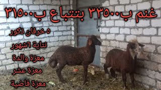 أول عروض رمضان/أسعار الأغنام والماعز