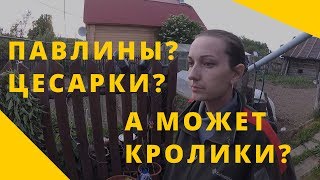 Какую бы еще зверюшку прикупить? // Ни о чем и обо всем // Нескучная жизнь в деревне