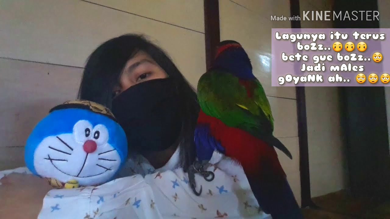 Burung Lucu Joget | Lorius Lory 
