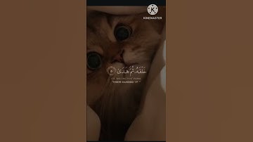 قران كريم بصوت القارئ شريف مصطفى/اكتب شيء تؤجر عليه 🤍