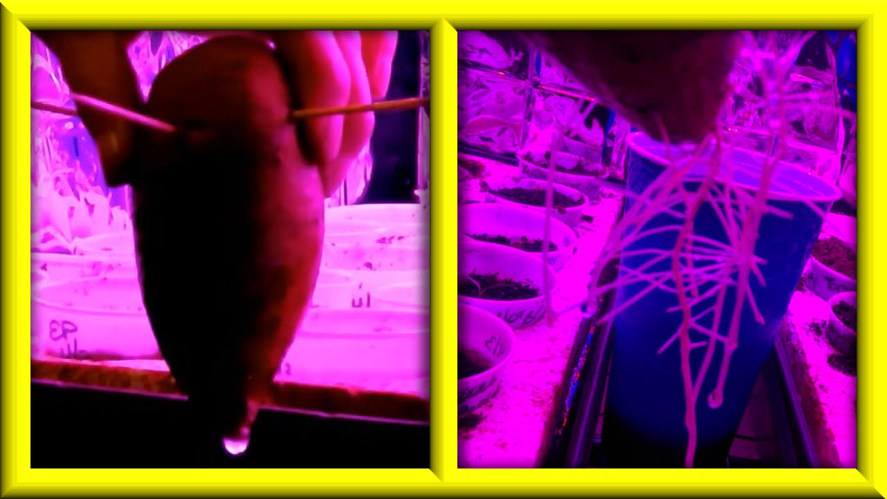 Sweet Potatoes Under A White Grow Light Under A Red Blue Grow Light Youtube