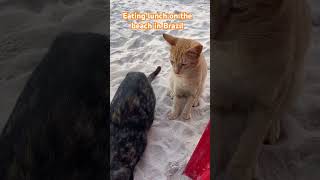 Eating Lunch On The Beach In Brazil cute animals cats catworld travel