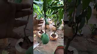 Grow bag ல மாங்காயா 🤔@Thottakalai Thozhi