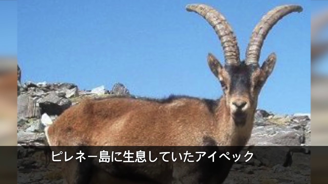 козы. тибетские козы. гималайский козел. нежная коза (oreamnos americanus). козел тибет.