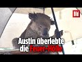 Koala „Austin“ rettete sich mit letzter Kraft – Besuch einer australischen Tierklinik