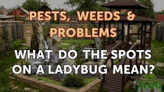 What Do the Spots on a Ladybug Mean?