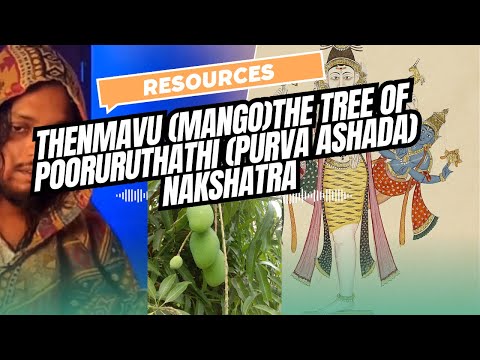 Then mavu (mango)The tree of pooruruthathi(Purva ashada) Nakshatra