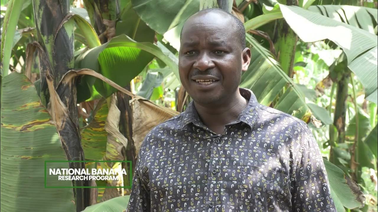 NARO BANANA DOCUMENTARY Runyankole Version YouTube