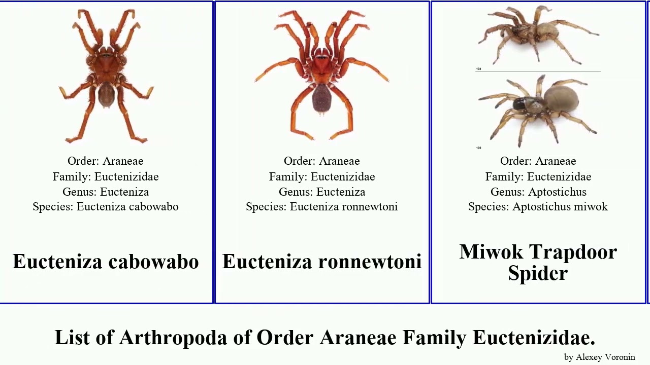 List of Arthropoda of Order Araneae Family Euctenizidae. aptostichus trapdoor spider spiders Hills