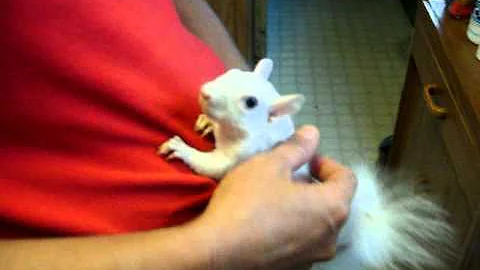 Chaos the squirrel