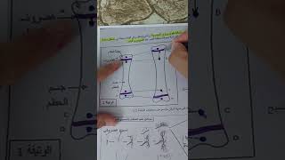 تمرين حول النمو الطولي للعظام عند الحيوان سنة أولى ثانوي علمي