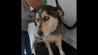 You Dirty Dog!  Our Husky Malamute Mix Goes To The Dog Wash | Full Time RVing  #shorts