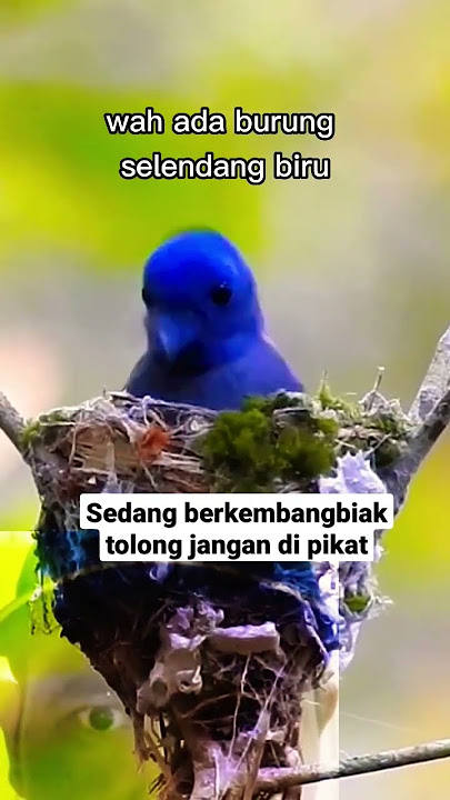 Burung slendang biru menyusun sarang #shorts #burung