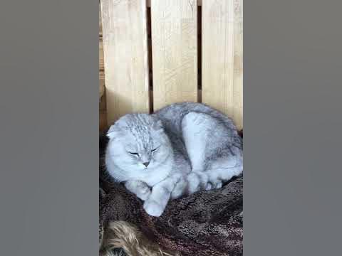 Шатландский кот Лева - YouTube