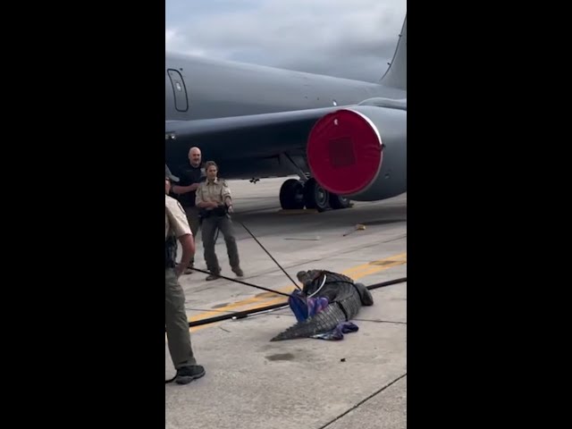 Watch: Scaly Stowaway Captured On Air Force Tarmac