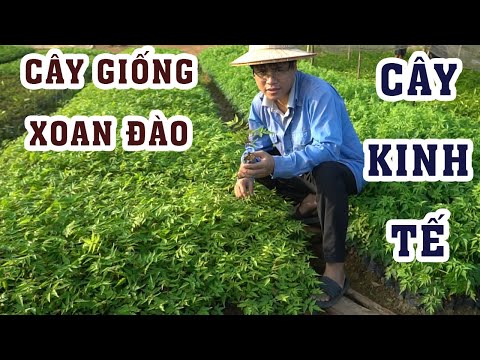 Cây Giống Xoan Đào | Cây Dễ Trồng Có Giá Trị Kinh Tế | 0764 456 123