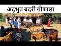 अद्भुत बदरी गौशाला | घी बहुत शक्तिशाली है | चमत्कारी समाधान | Worlds best Badri Cow Breeder almora