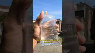 CUMA 2RIBU HARGA IKAN INI DI TOKO IKAN HIAS ‼️ #shorts