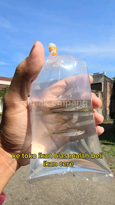 CUMA 2RIBU HARGA IKAN INI DI TOKO IKAN HIAS ‼️ #shorts