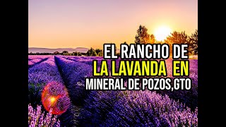 CONOCE EL RANCHO DE LA LAVANDA