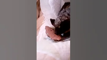 Мой карликовый нетопырь Мимимиша.