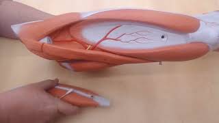 Leg muscle model review for practical exam for CMC