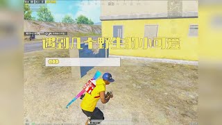 PUBG MOBILE：【和平精英】遇到几个野生的小可爱【小灰灰】