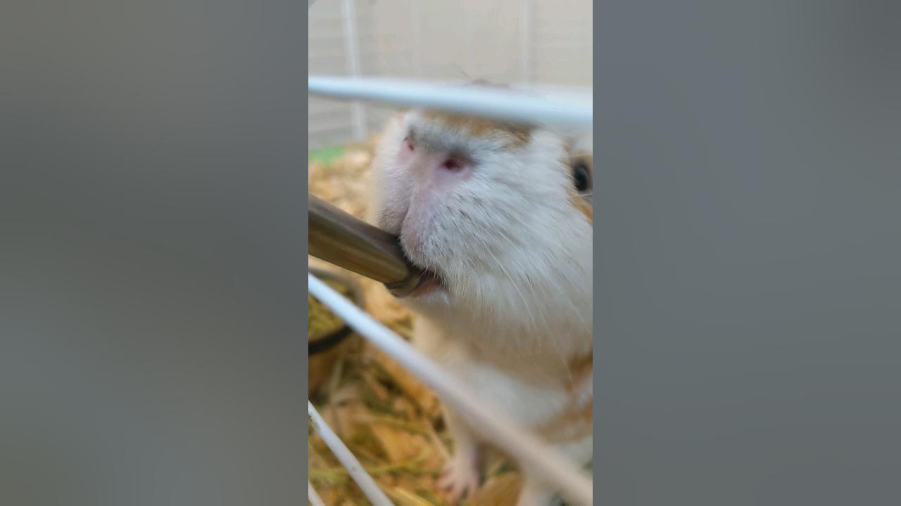 Guinea Pig Drinks Water From Bottle YouTube