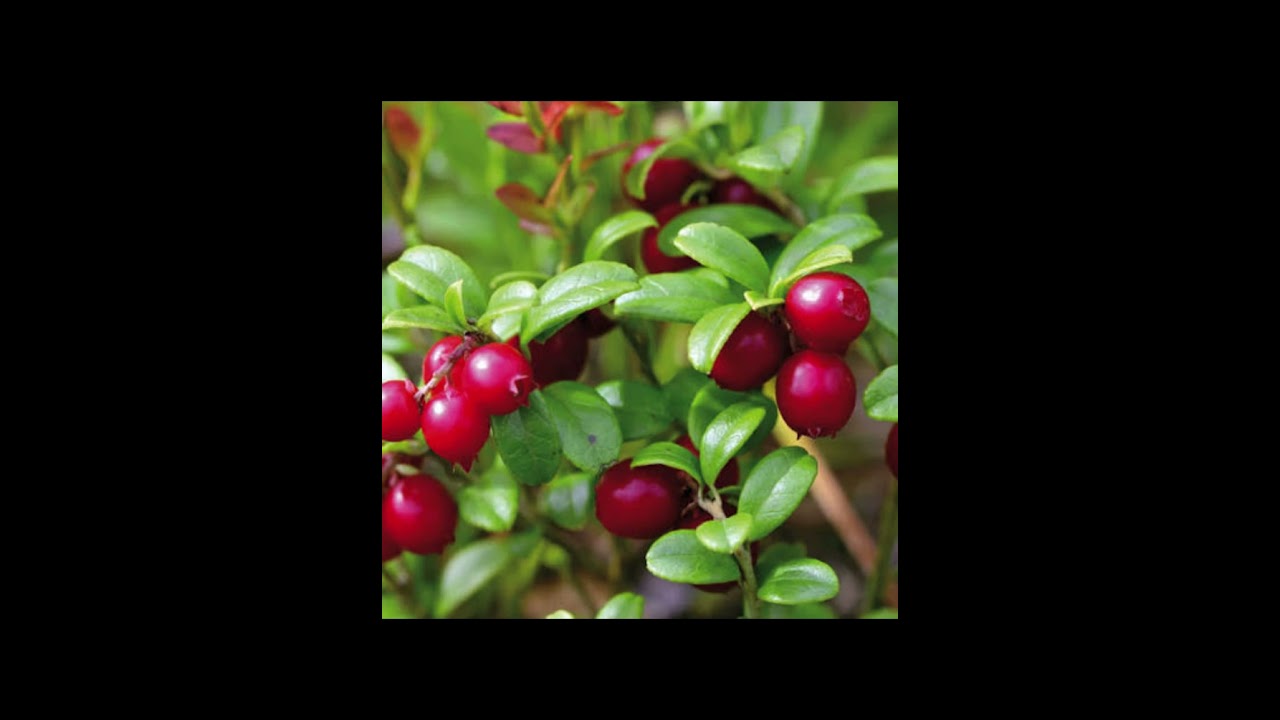 Food Cranberries Benefits 